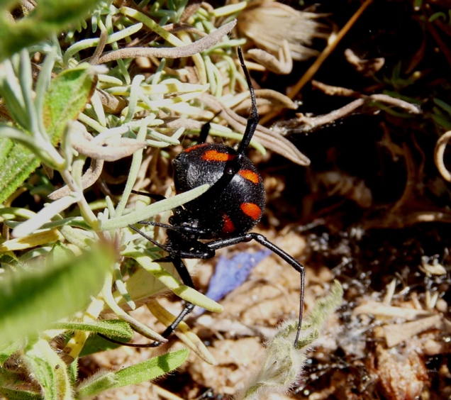 Latrodectes tredecimguttatus