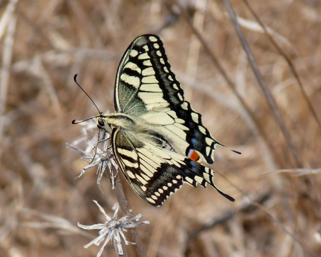 Papilio hospiton e machaon