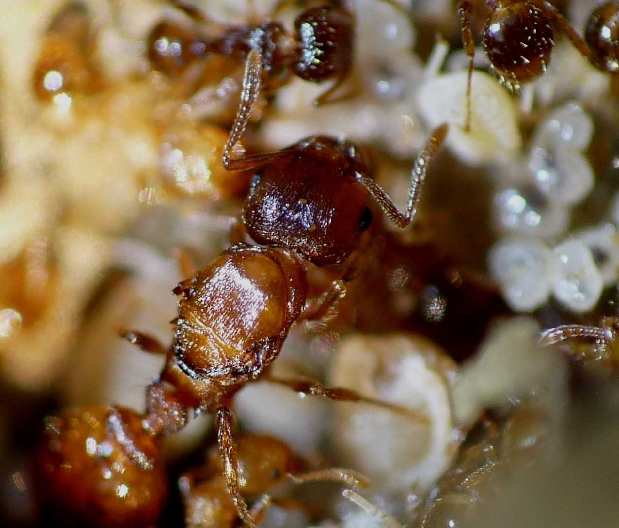 Tetramorium cfr semilaeve: foto di famiglia