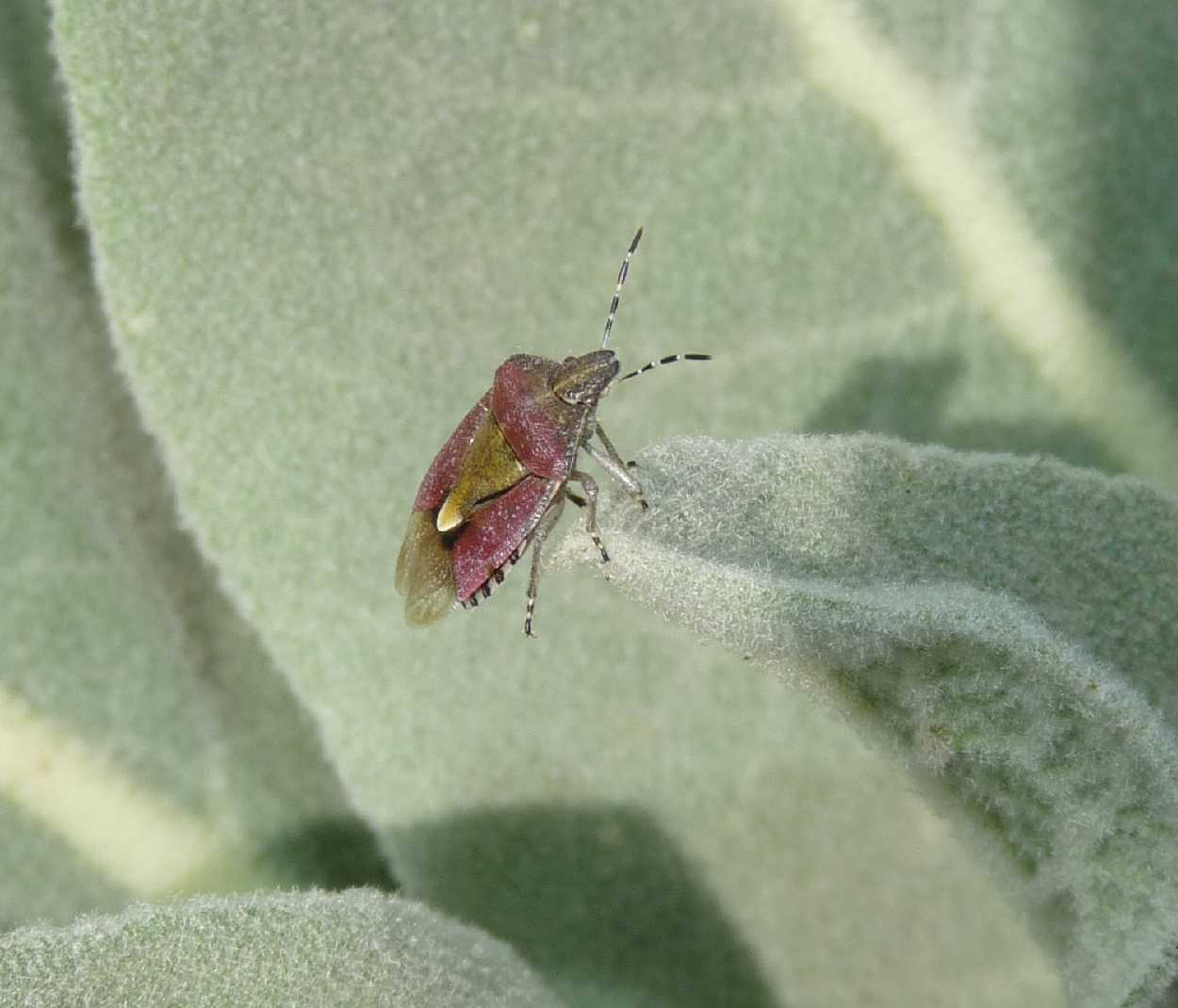 Pentatomidae: Dolycoris baccarum