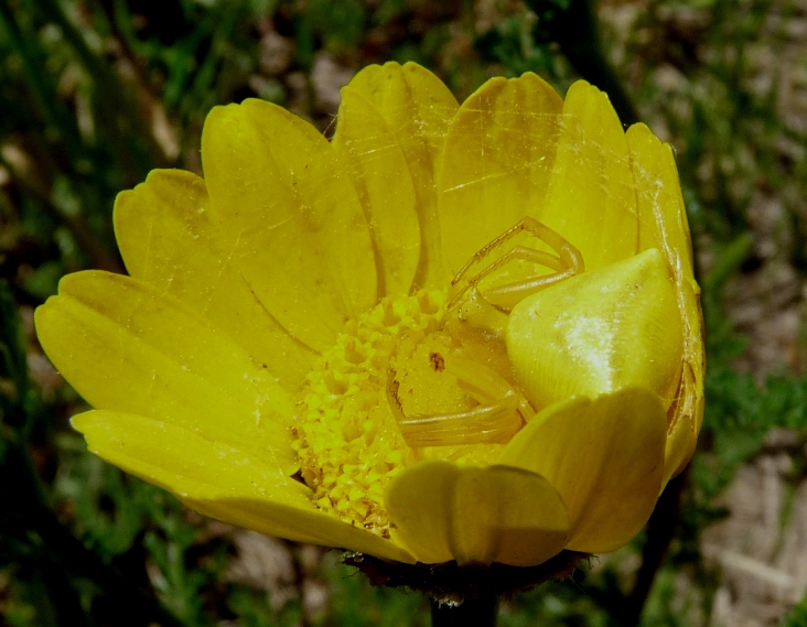 Oxyopes sp.