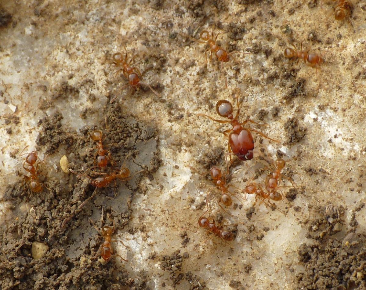 Pheidole pallidula:foto di famiglia