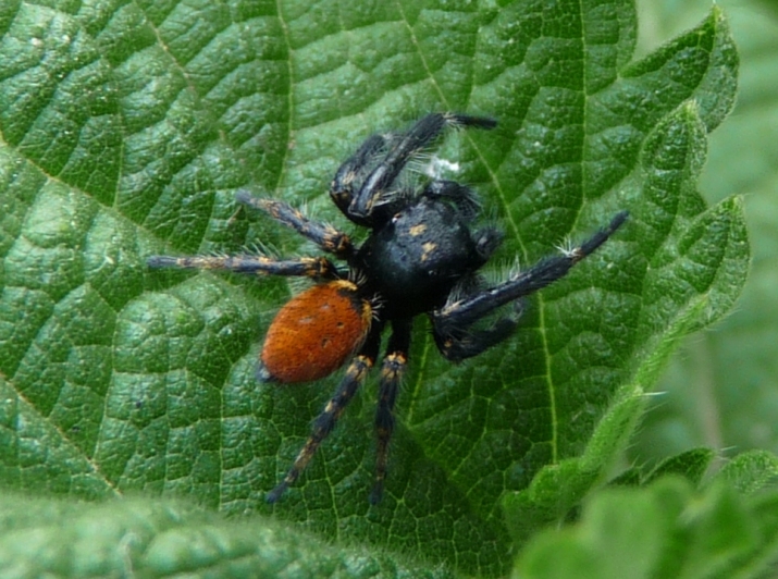 Carrhotus xanthogramma nel suo nascondiglio