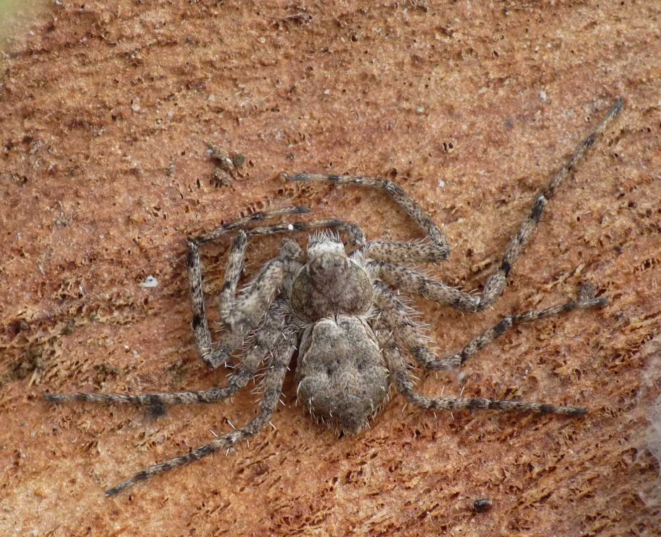 Philodromus sp.