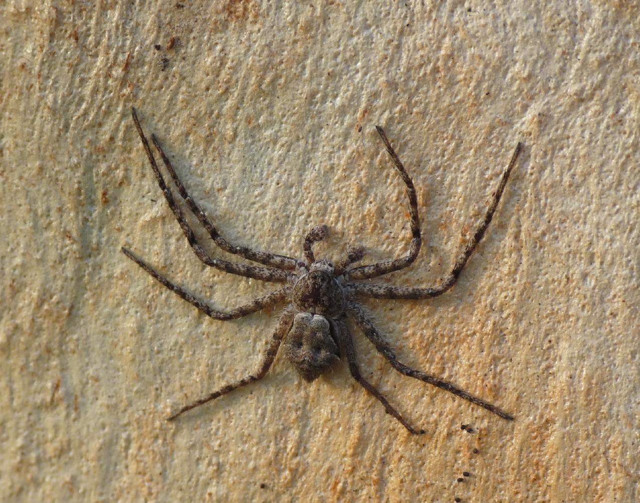 Maschio di Philodromus?