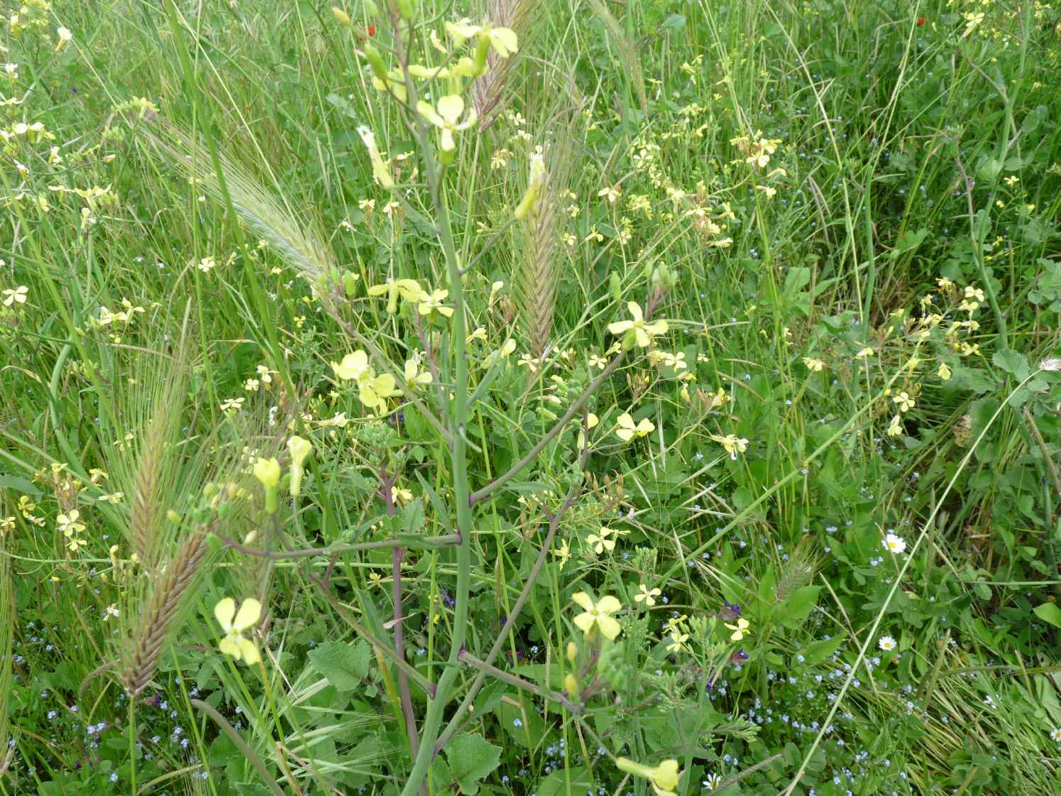 Piccoli curculionidae: Baris cuprirostris