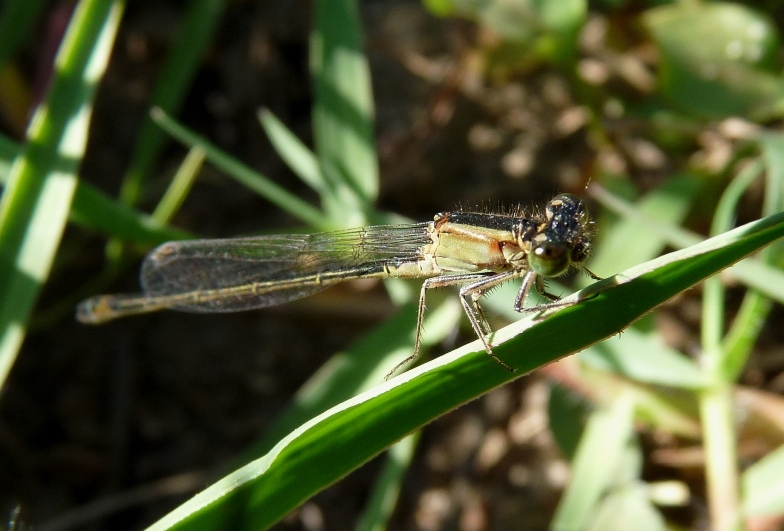 Piccoletto da identificare - Ishnura genei