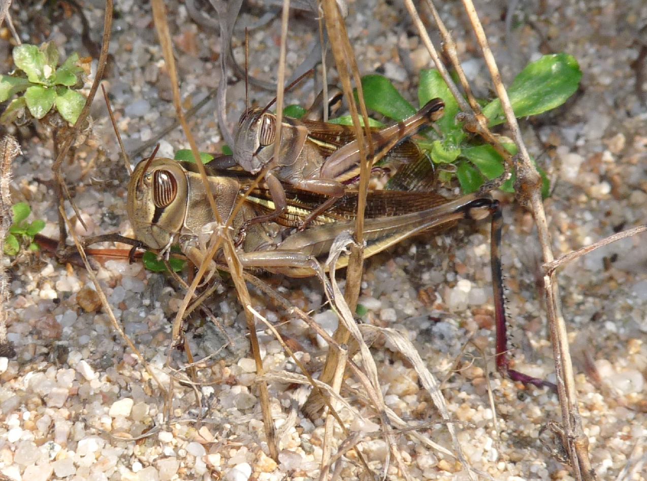 Cavalletta maremmana - Eyprepocnemis plorans