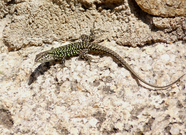 Rettili della Gallura
