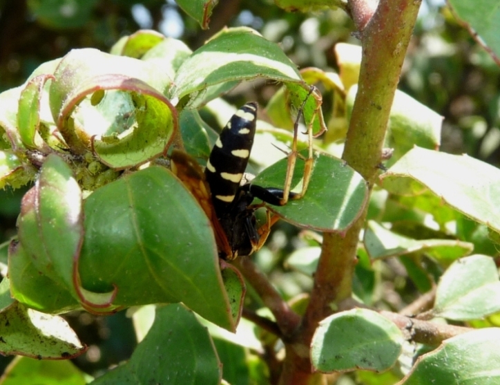 Pompilide: Batozonellus lacerticida su albero con afidi