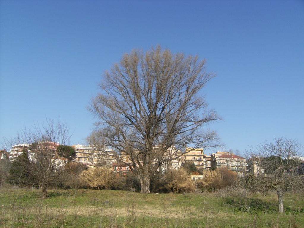 .... populusque romanum