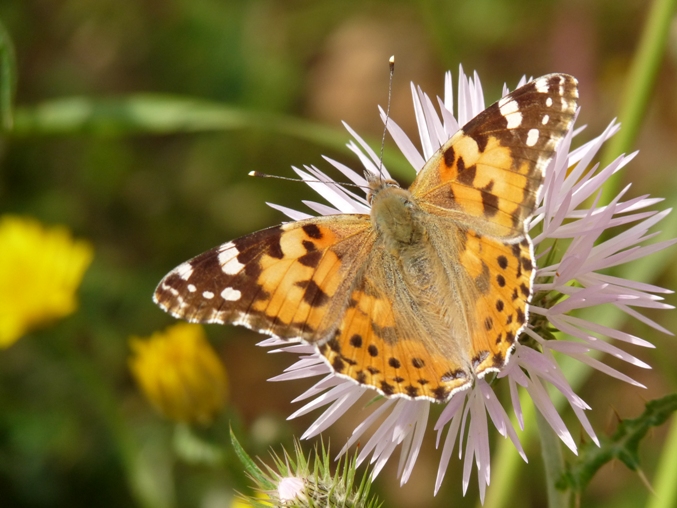 Farfalle di Gallura