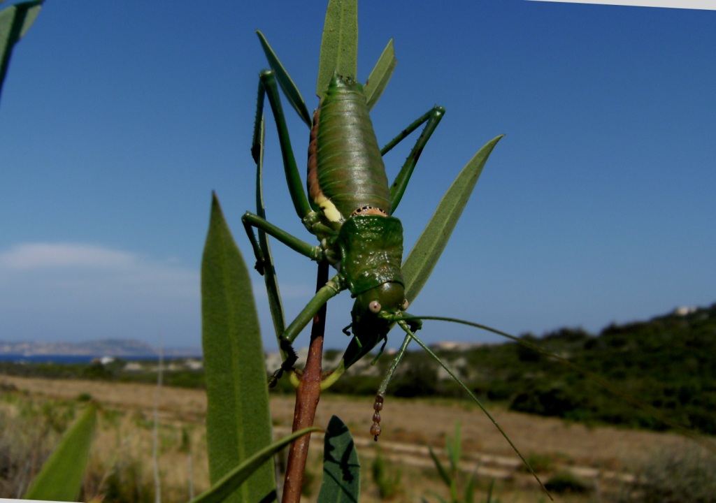 Tettigonia sp. e Uromenus (Bolivarius) brevicollis insularis