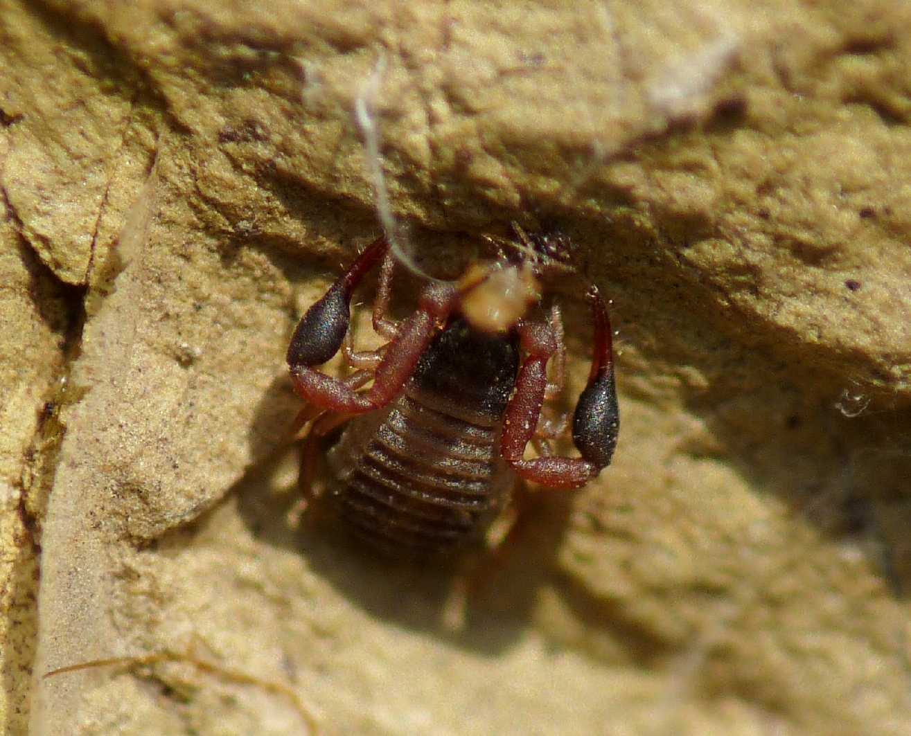 Pseudoscorpiones da Tolfa (Lazio): Geogarypus sp. (Geogarypidae)