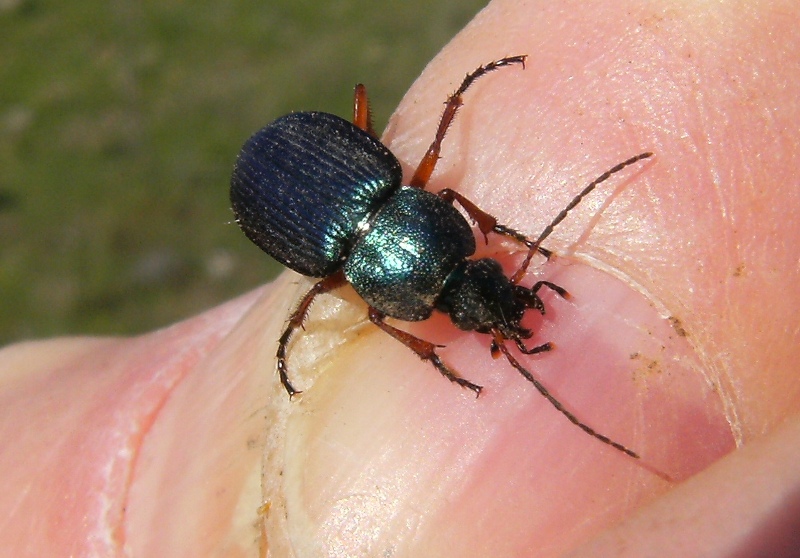 Carabidae: Amara simulata, Harpalus distinguendus, Ophonus azureus  e Dinodes decipiens