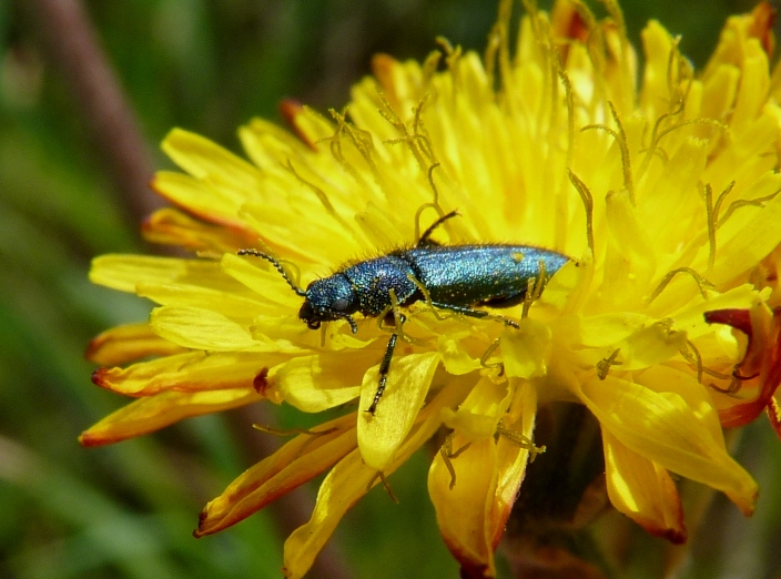 Psilothrix  viridicaerulea
