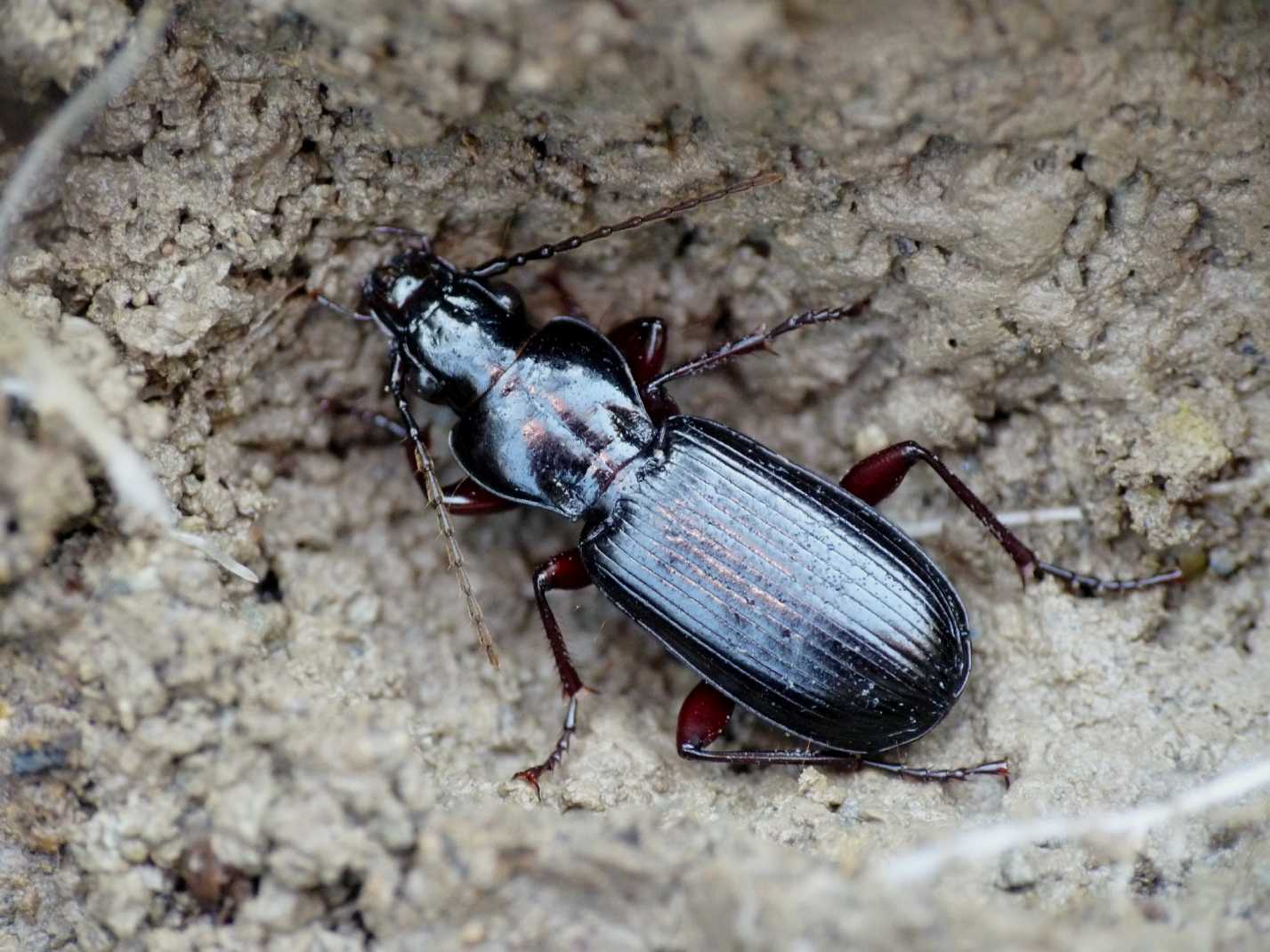 Abax o Pterostichus? Pterostichus macer!