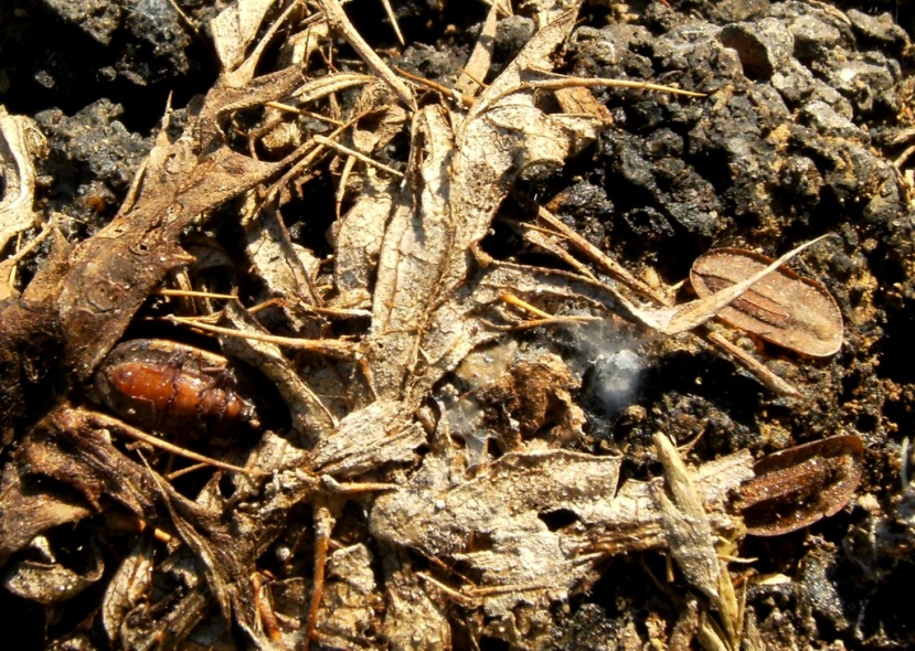 Cossyphus tauricus  (Tenebrionidae)