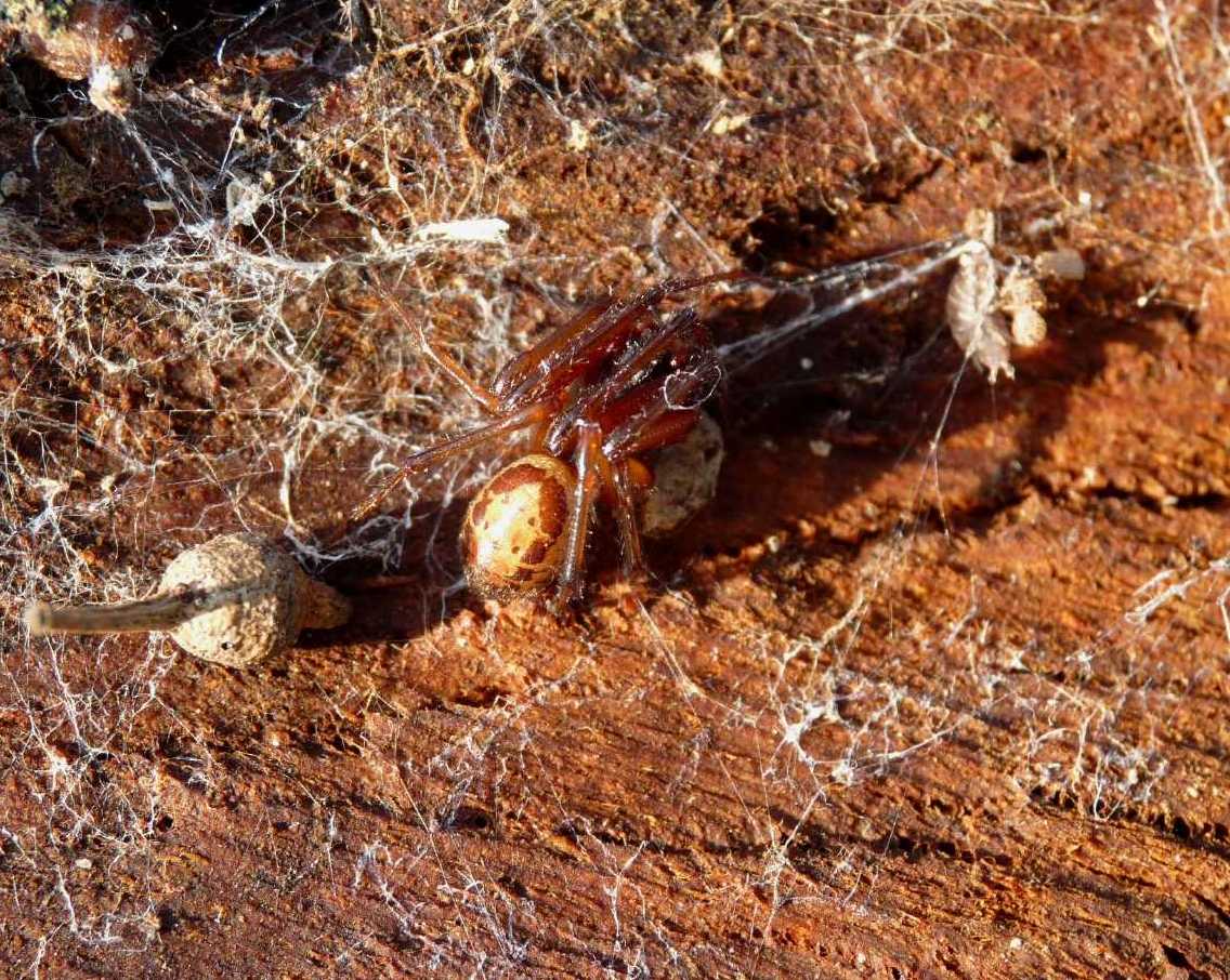 Steatoda nobilis