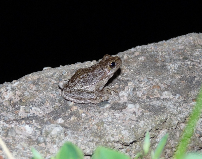 Raganella di colore atipico - Hyla sarda