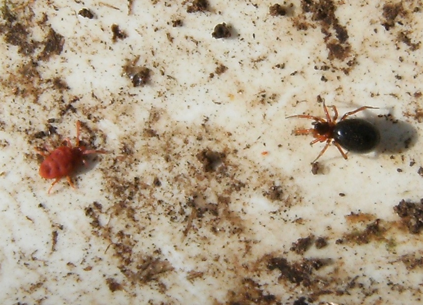 Ragnetto sotto una pietra (Linyphiidae?)