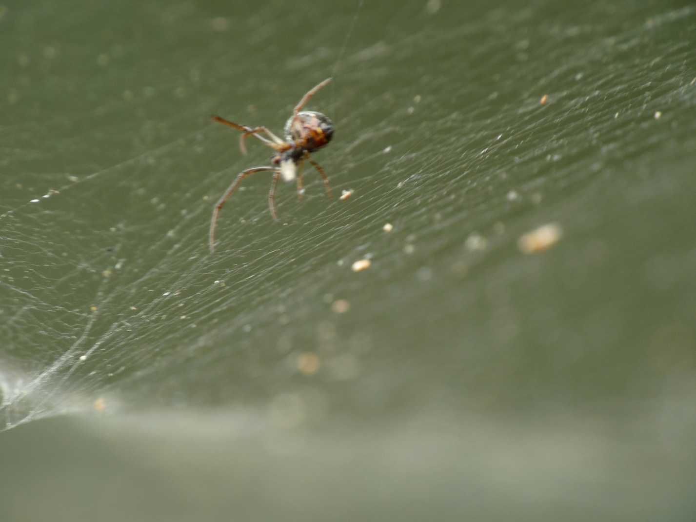 Gli astuti Argyrodes