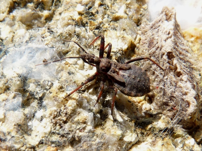 Piccolo reduvide: Rhynocoris erythropus, ninfa