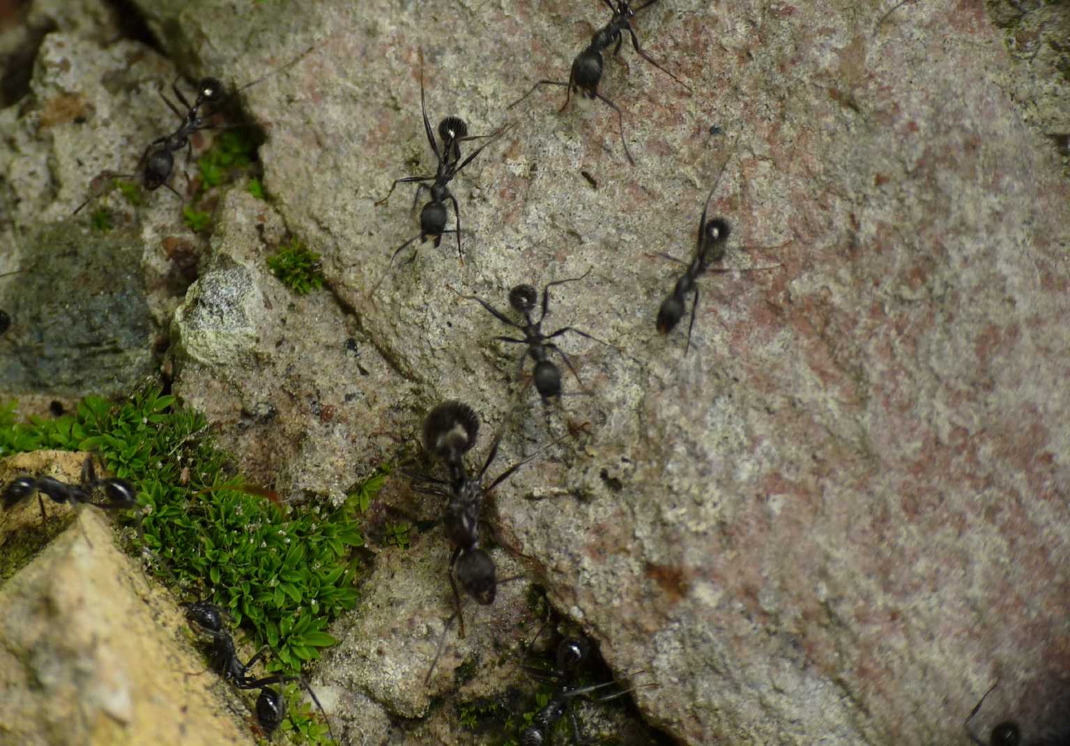 Battaglia tra formiche Crematogaster e Aphaenogaster