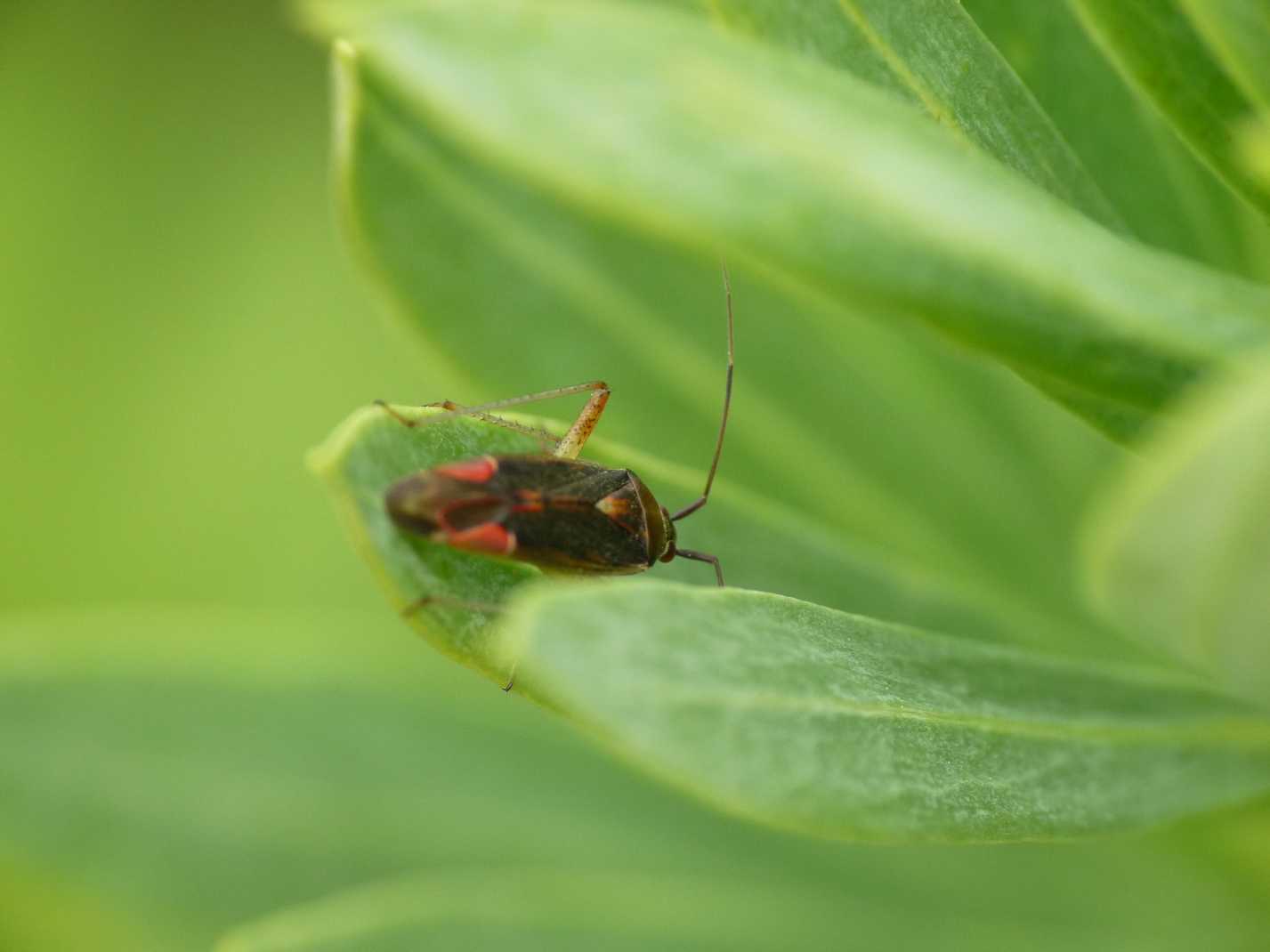 Carrellata di Miridae