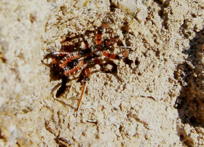 Reduviidae: neanide, forse di un Rhynocoris