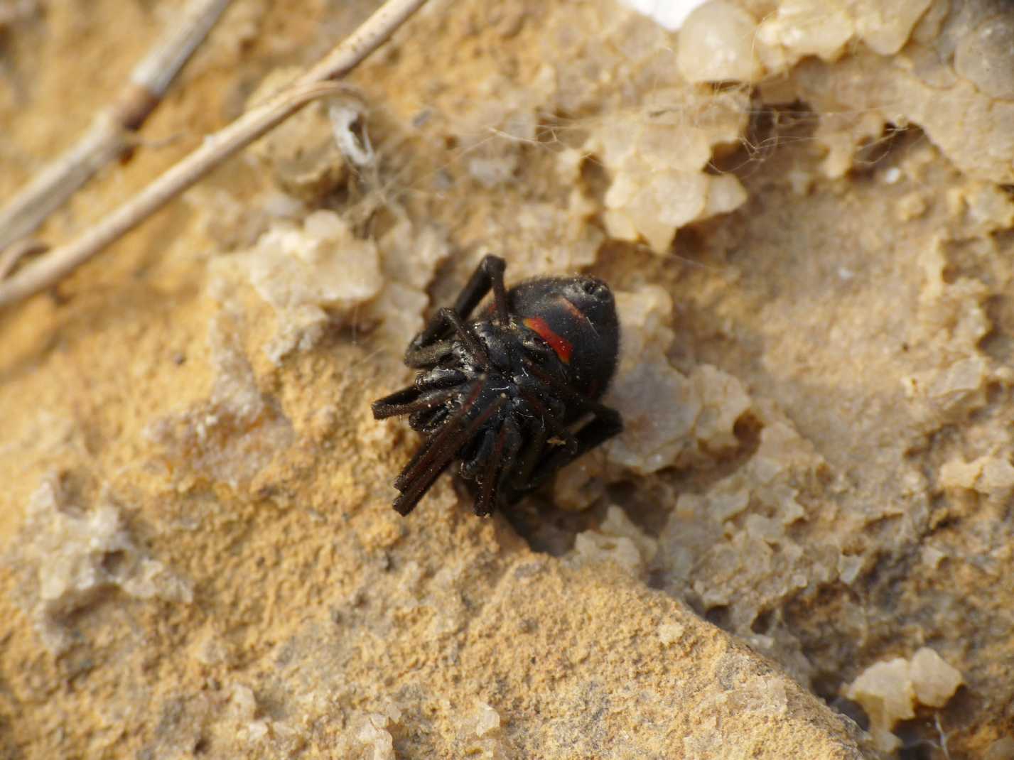 Latrodectus nel Lazio