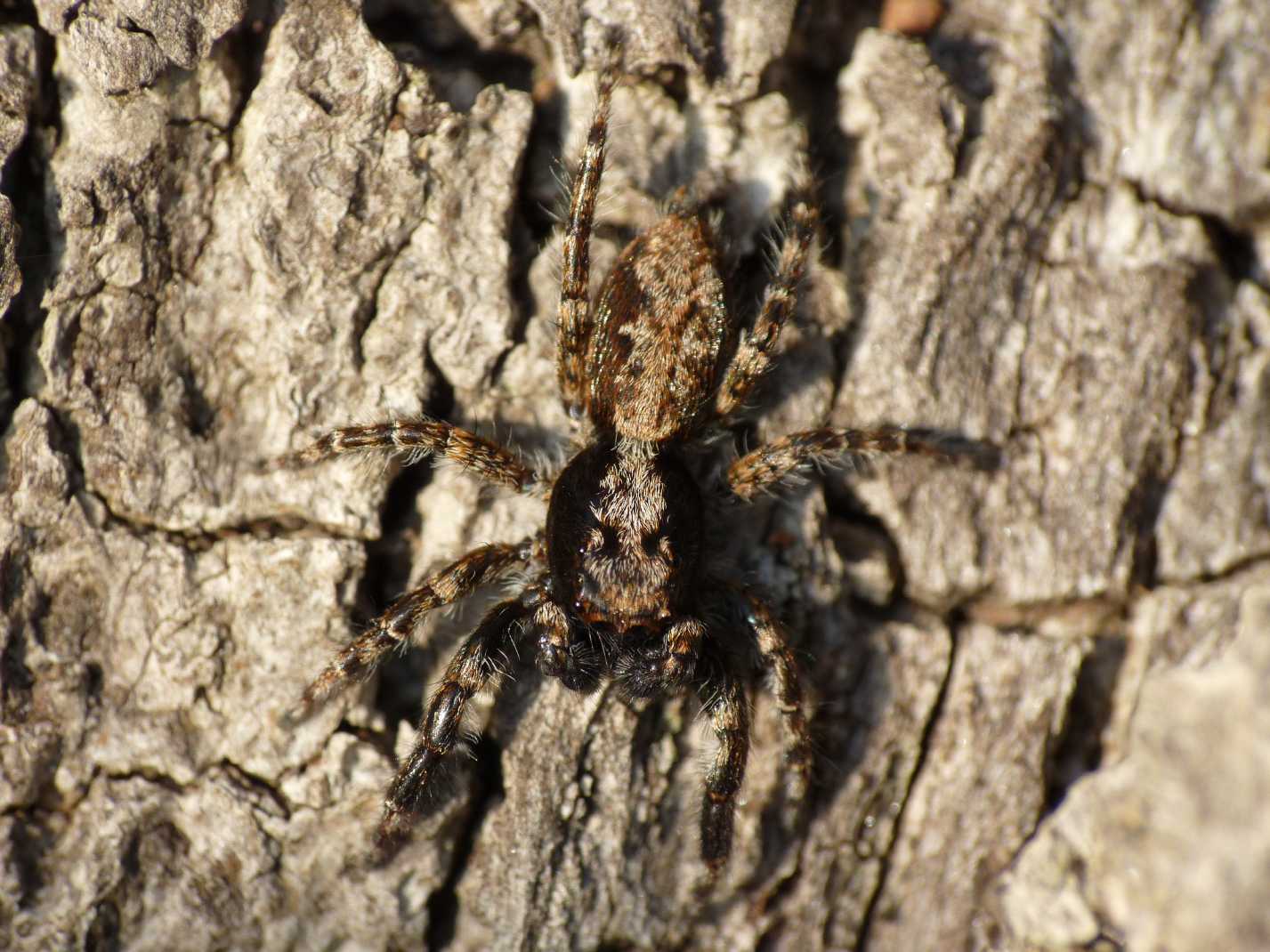 Giovani Philaeus chrysops - Ostia (RM)