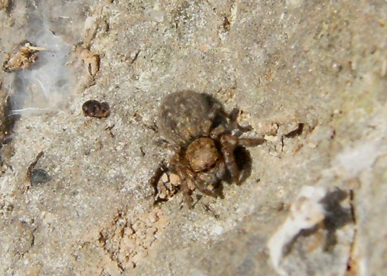 Salticide sotto una pietra