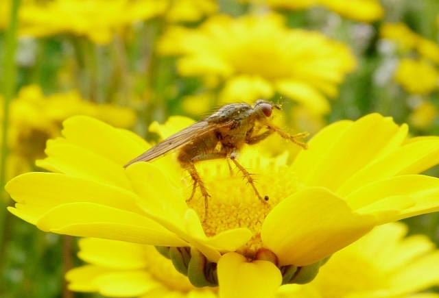 Sarcophagidae?