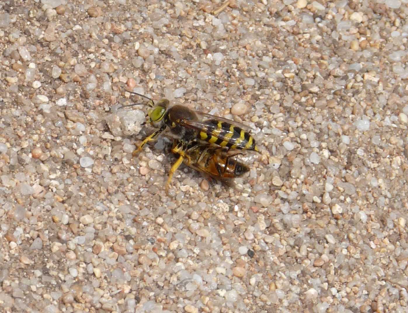 Prede portate nella tana; Bembix rostrata ♀