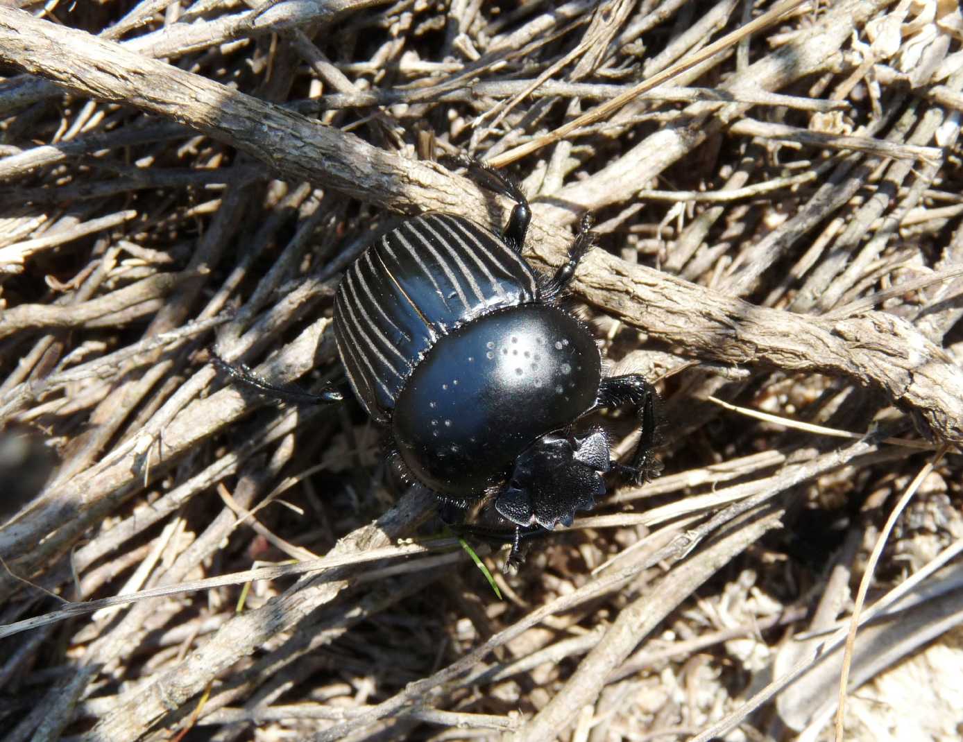 Scarabaeus laticollis