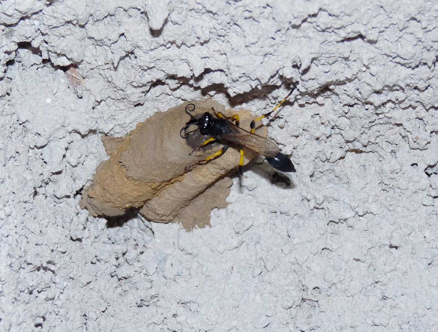 femmina di Sceliphron caementarium