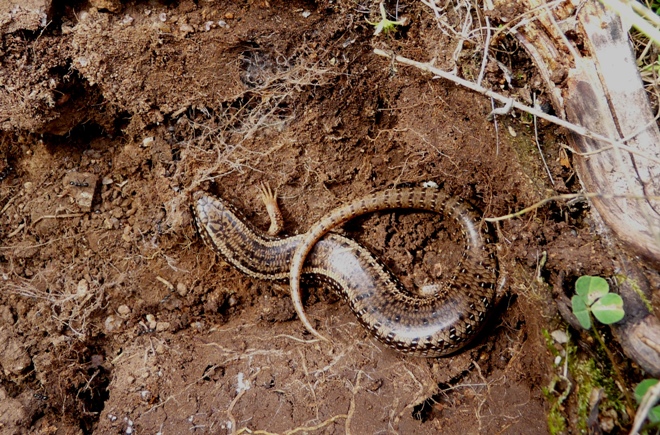 Rettili della Gallura