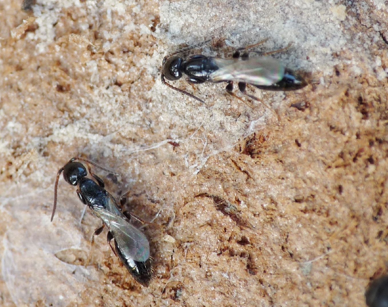 Sclerodermus? No. Bethilidae di un''altra specie