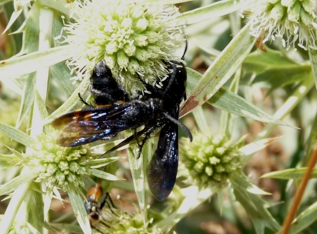 Menage a tre: Scolia Hirta (Scolidae)