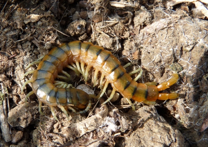 Scolopendra cingulata