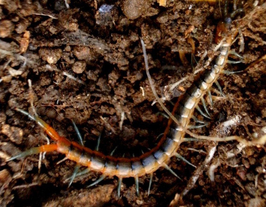 Scolopendra oraniensis sarda