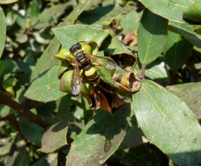 Cerceris quadricincta corsica (Crabronidae)