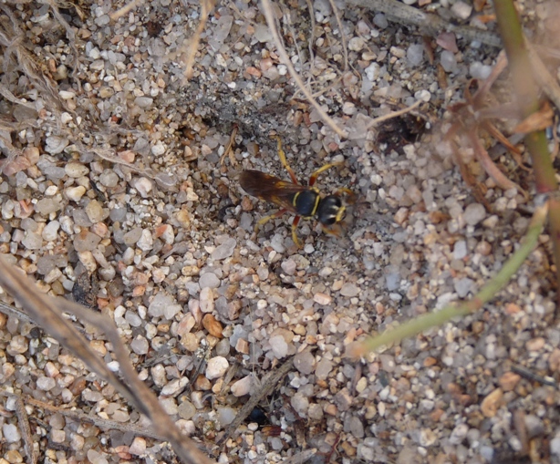 Crabronidae che richiude la tana (Gorytes sp.)