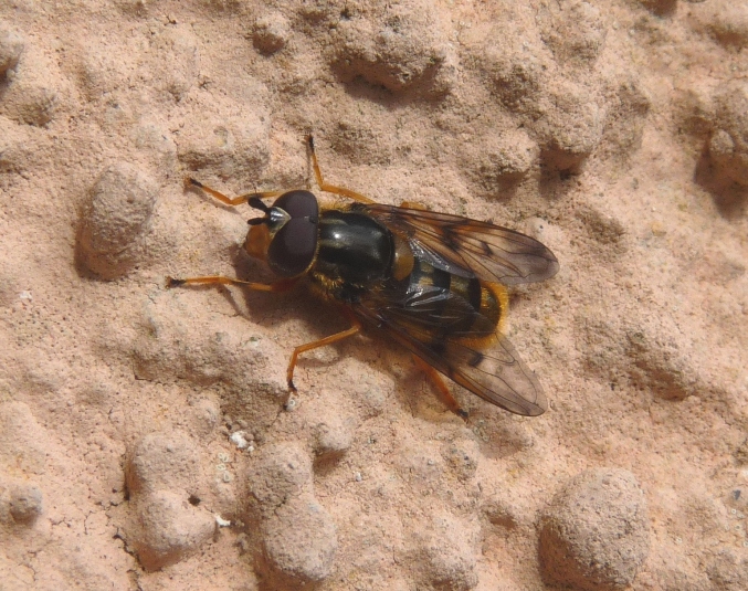 Syrphidae?
