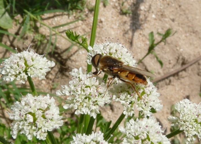 Da identificare; Syrphidae?