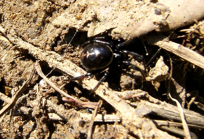 Steatoda sotto una pietra: Steatoda paykulliana