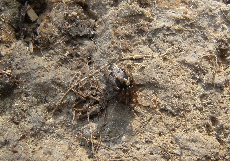Enoplognatha sp.