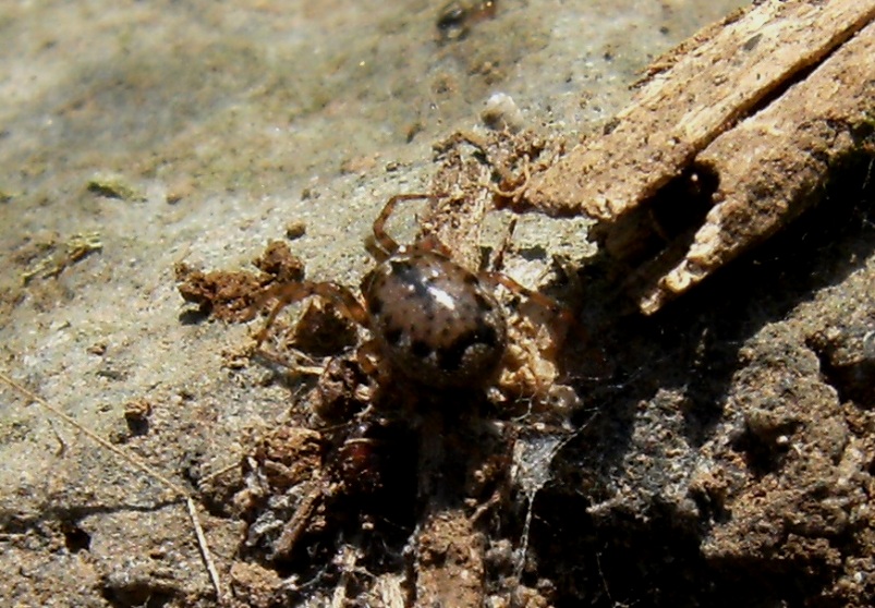 Enoplognatha sp.