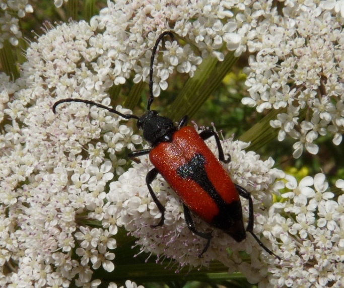 Da identificare: Stenurella melanura